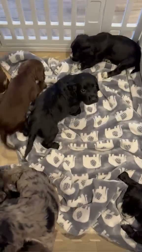 Sprocker dogs for sale: Absolutely adorable sprocker puppys  - Video 2