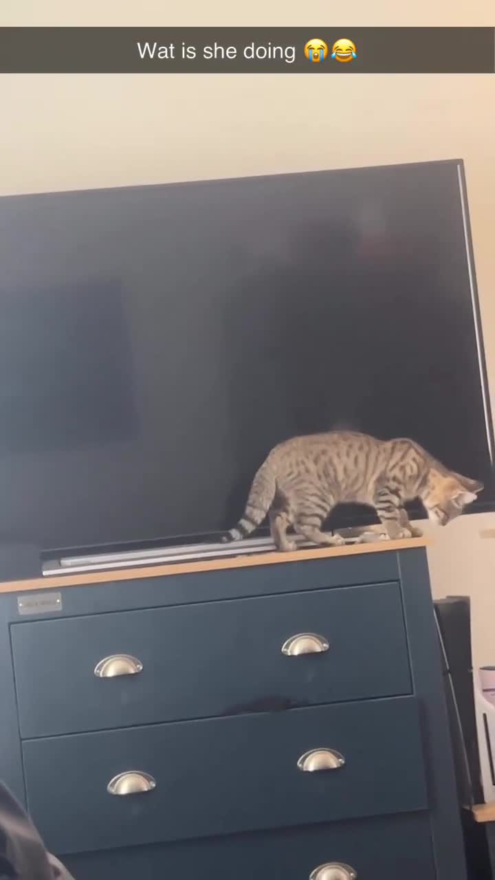 Bengal cats for sale: Full bengal in Watford - Video 2