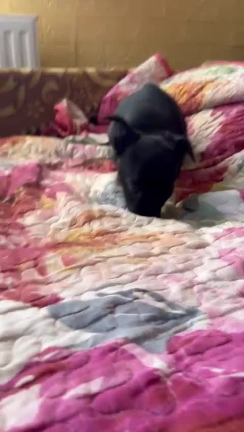 Mixed Breed dogs for adoption: FLORA - a Lovely tiny puppy girl for a Loving Home - Video 1