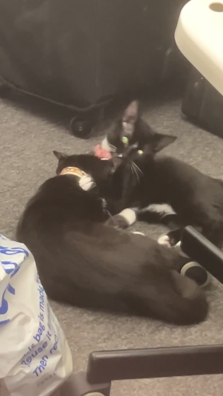 British Shorthair cats for sale: Adorable Cat Duo Looking for a Loving Home - Video 1