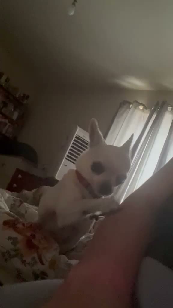 Chihuahua dogs for sale: Beautiful girl  - Video 1