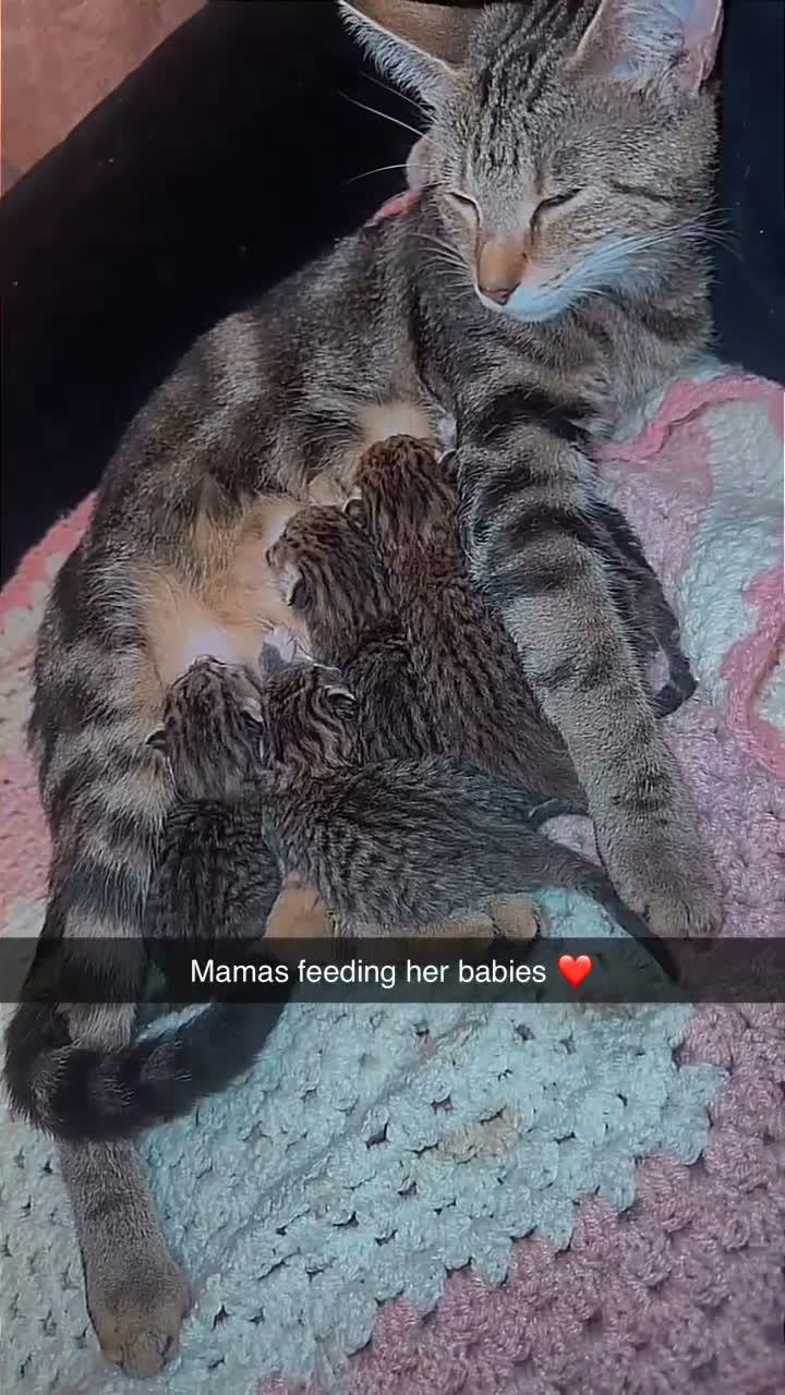Bengal cats for sale: Bengal x tabby kittens  - Video 2
