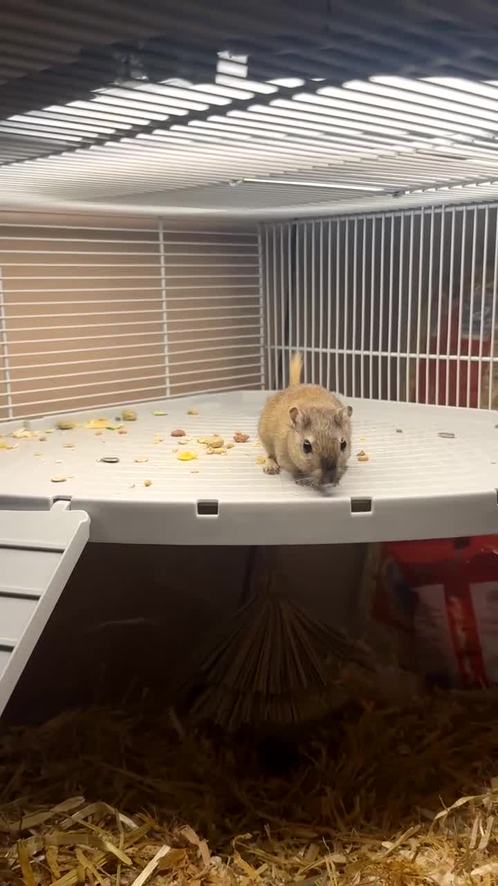 Gerbil rodents for sale: Male gerbil with cage  - Video 2