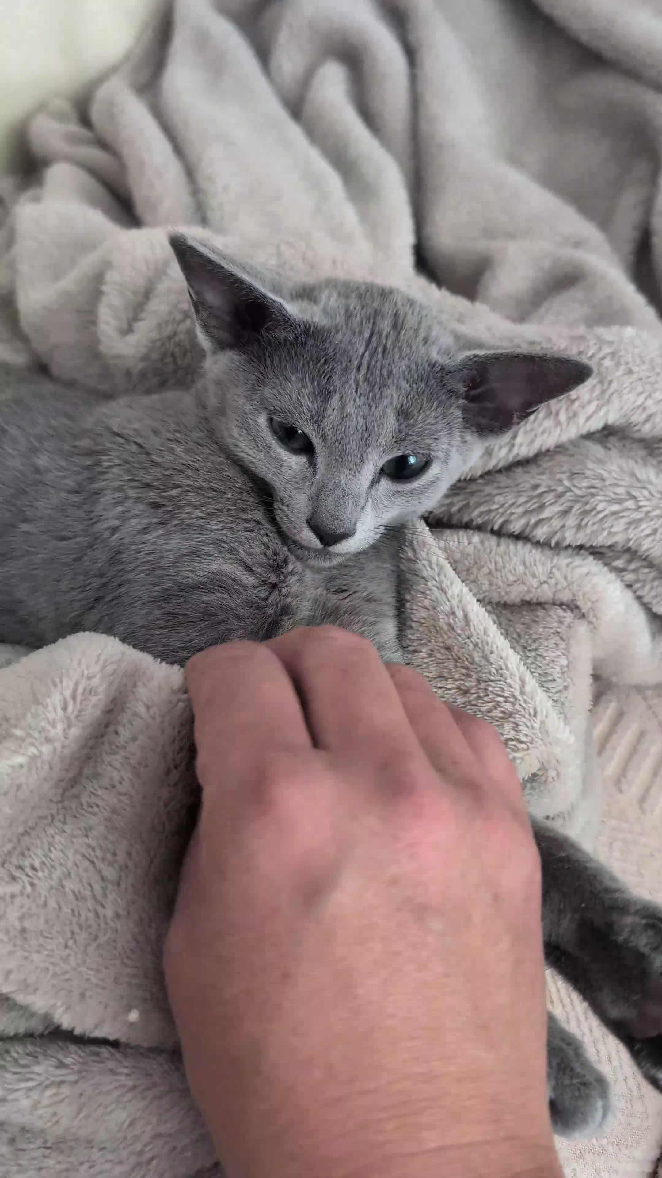 Russian Blue cats for sale: Stunning Russian Blue babies  in Huddersfield - Video 1