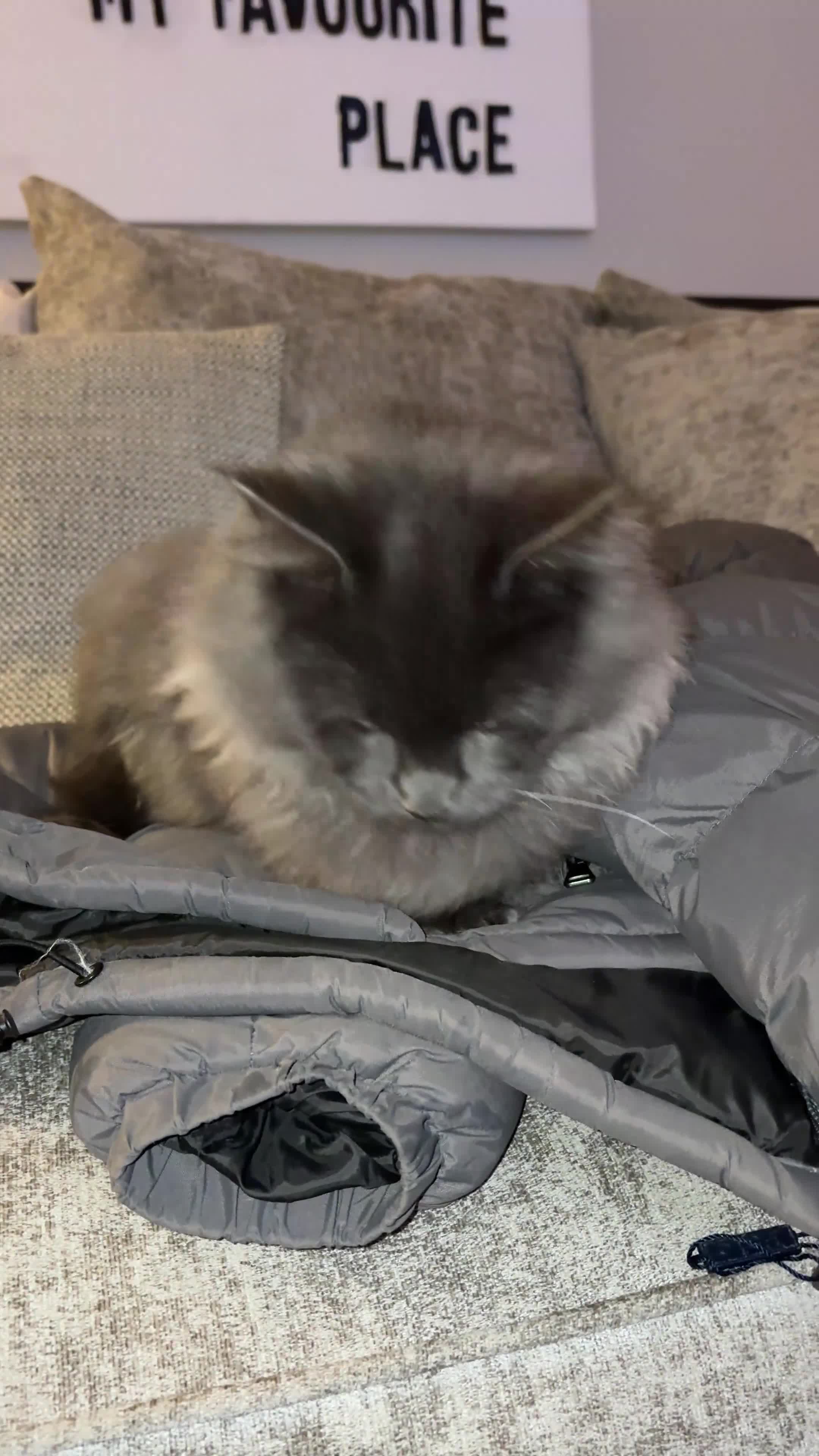 Maine Coon cats for sale: 🐾 Exceptional Blue Smoke Maine Coon Available 🐾 - Video 3