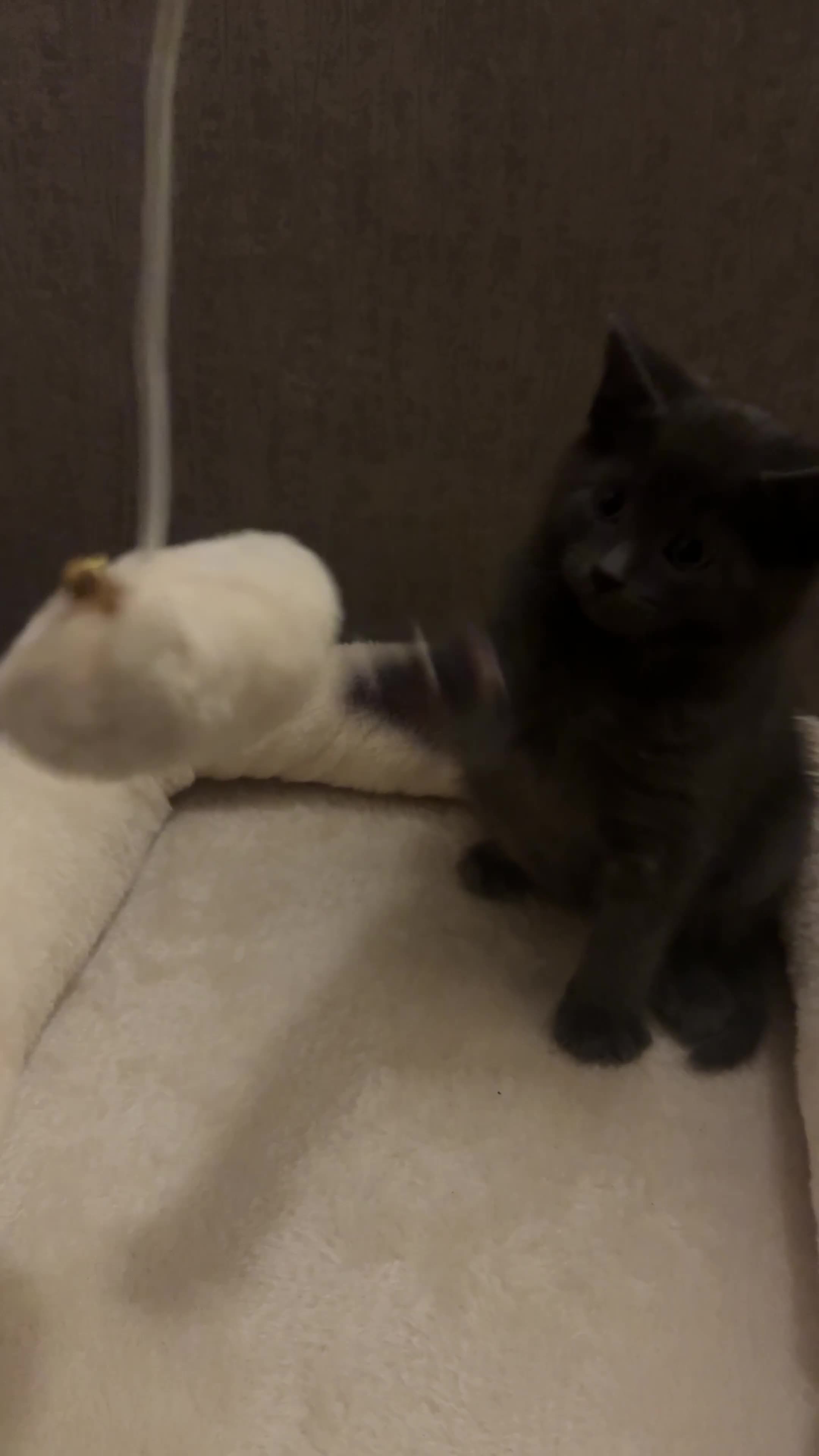 Domestic Shorthair cats for sale: Grey Domestic Shorthair Kitten - Video 1