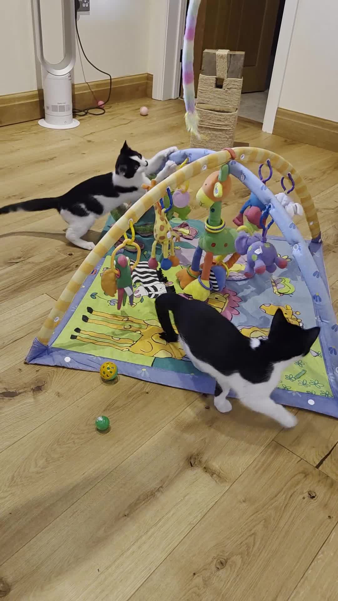 Domestic Shorthair cats for sale: Dynamic Duo Looking for an Outdoor Adventure! in Hook - Video 2