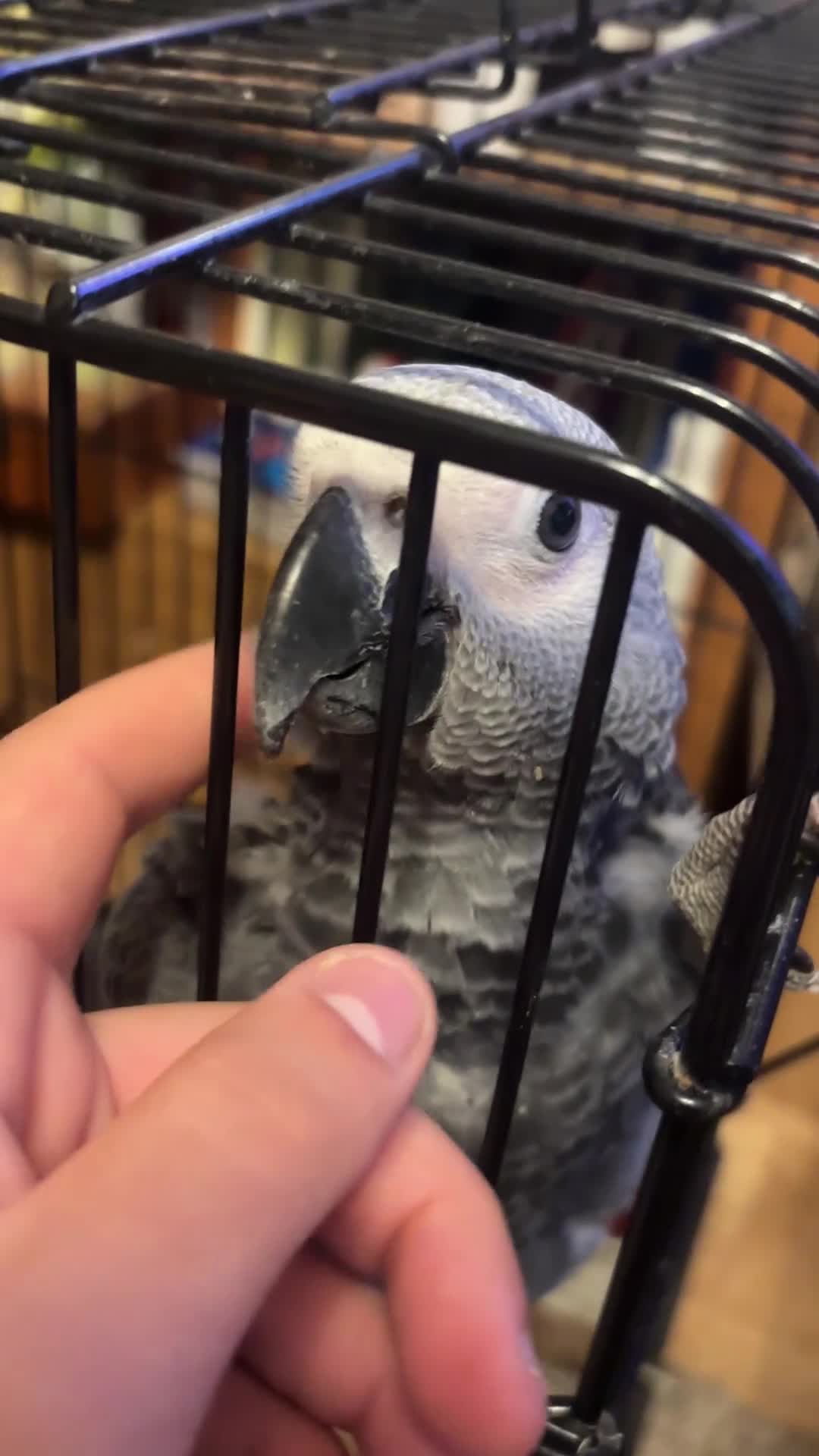 Parrots birds for sale: 1 African Grey Baby LEFT (Hand Reared) READY NOW - Video 1