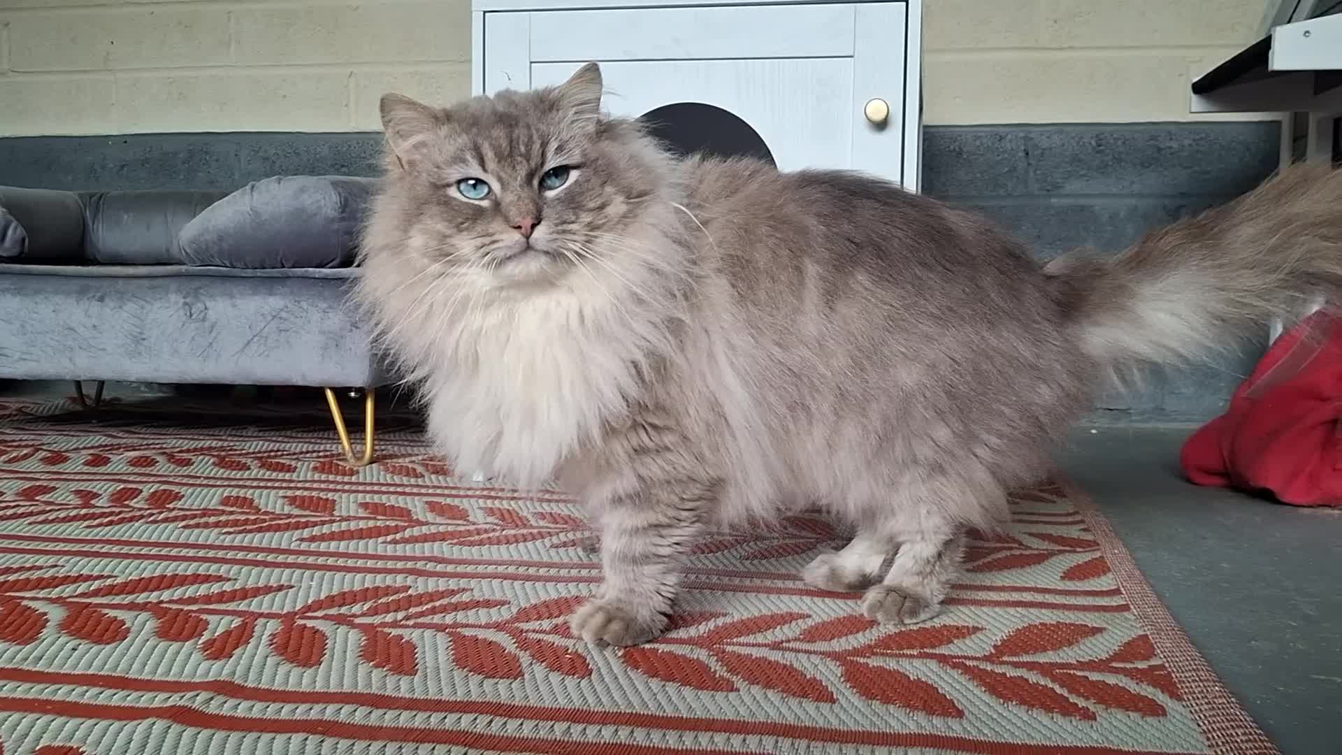 Ragdoll cats for stud: TICA Outstanding Blue Lynx mitted Ragdoll for STUD - Video 1