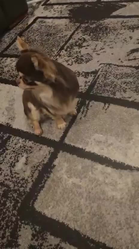 Chihuahua dogs for stud: Cosmo the choc & cream proven stud - Video 2