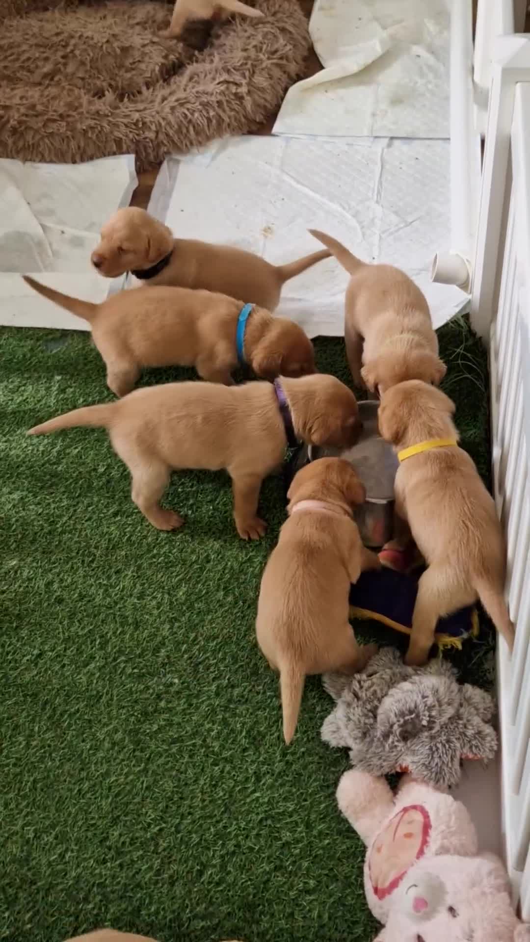 Labrador Retriever dogs for sale: Adorable 8 Puppies FOX RED Labrador, KC registered - Video 2