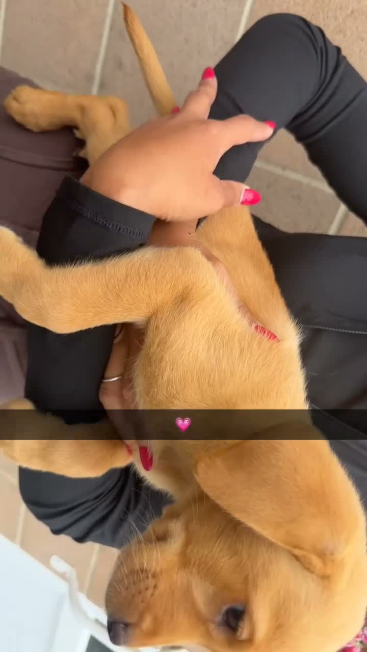 Labrador Retriever dogs for sale: Eight beautiful Labrador puppies  in Westbury - Video 2