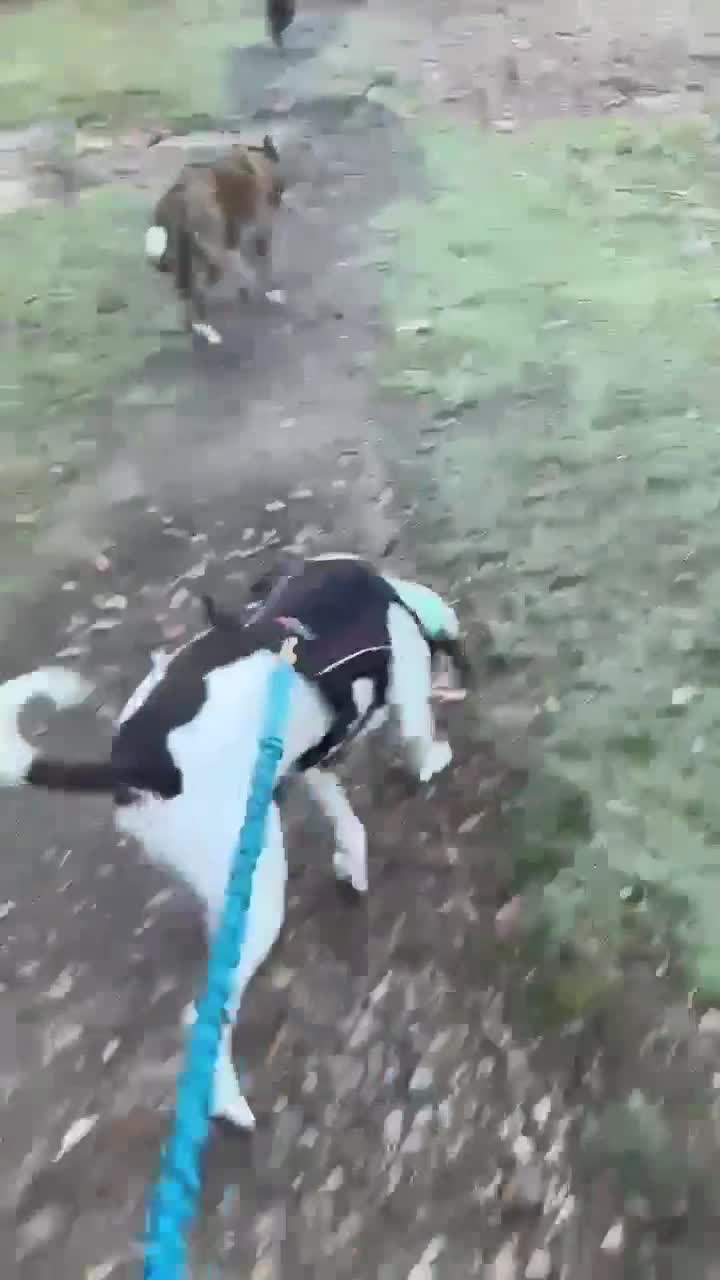 Pointer dogs for adoption: ❤️🐾 Nitsa is ready to keep moving forward 🐾 - Video 1