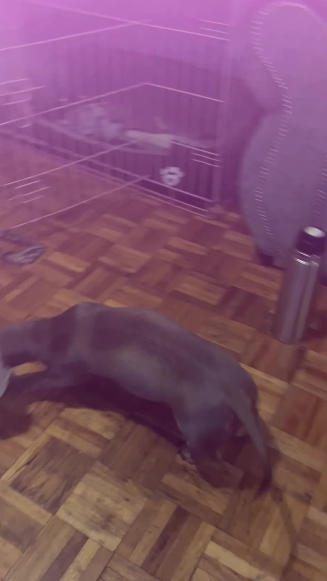 Miniature Dachshund dogs for sale: Beautiful Mini Dachshund Puppies  - Video 1