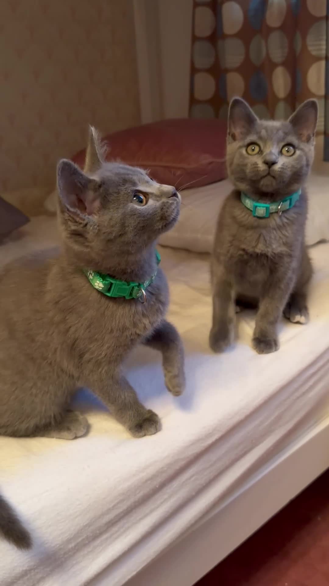 British Shorthair cats for sale: Two Gorgeous Kitten male Left  - Video 2