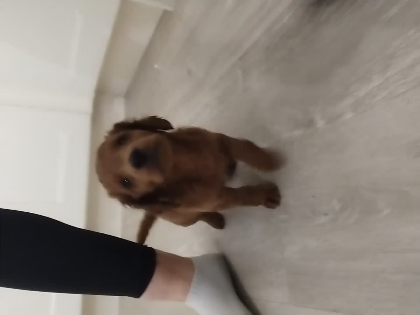 Cockapoo dogs for sale: Beautiful fur ball puppies 🐶  - Video 1