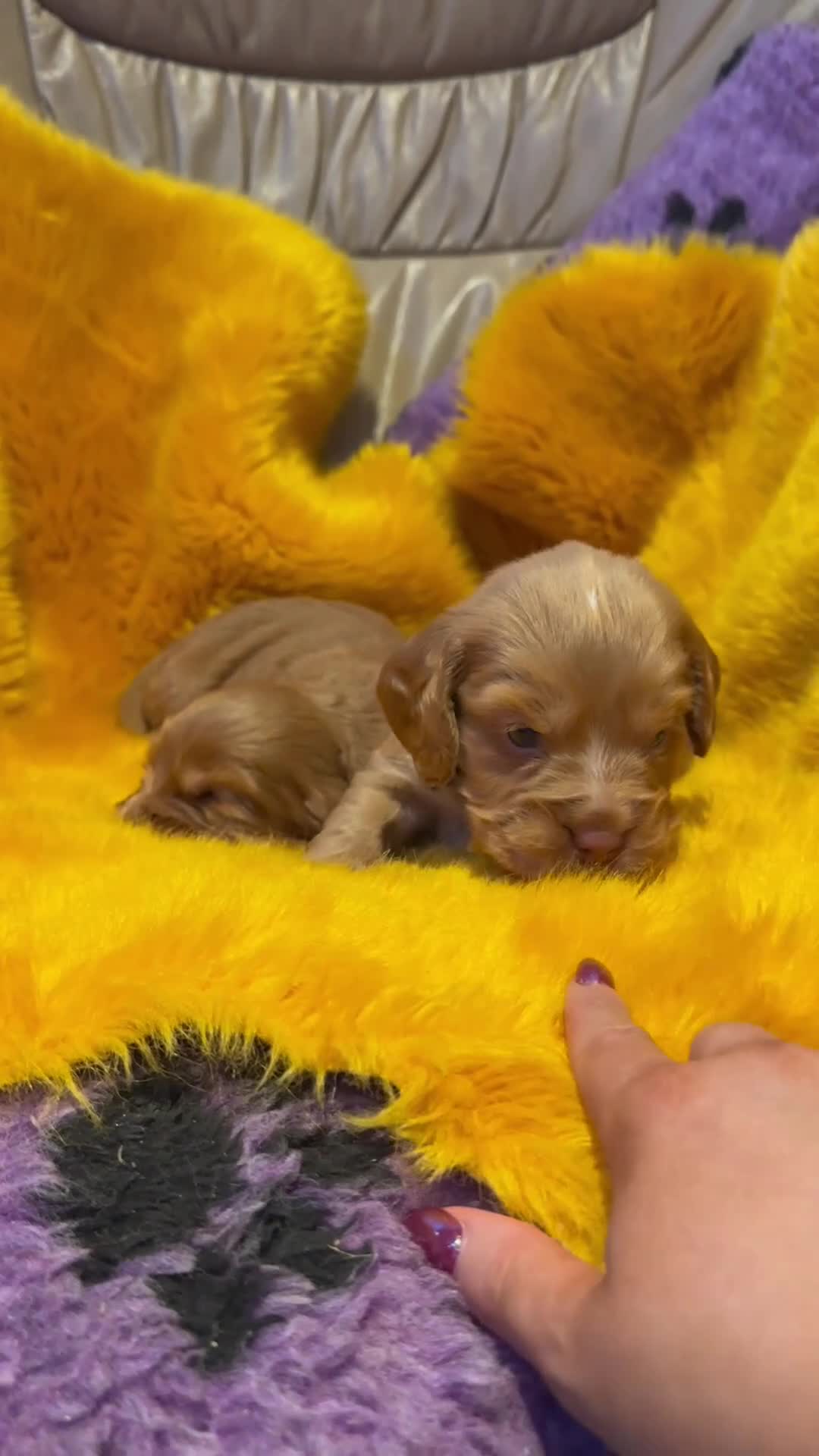 Cocker Spaniel dogs for sale: Our Stunning Cocker spaniels  - Video 4