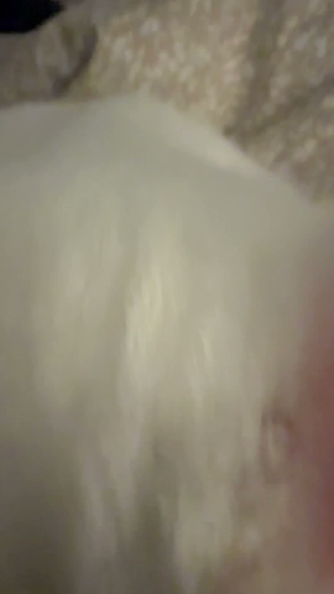 Mixed Breed cats for sale: Turkish Angora & Tuxedo called Leo 🤍 - Video 1