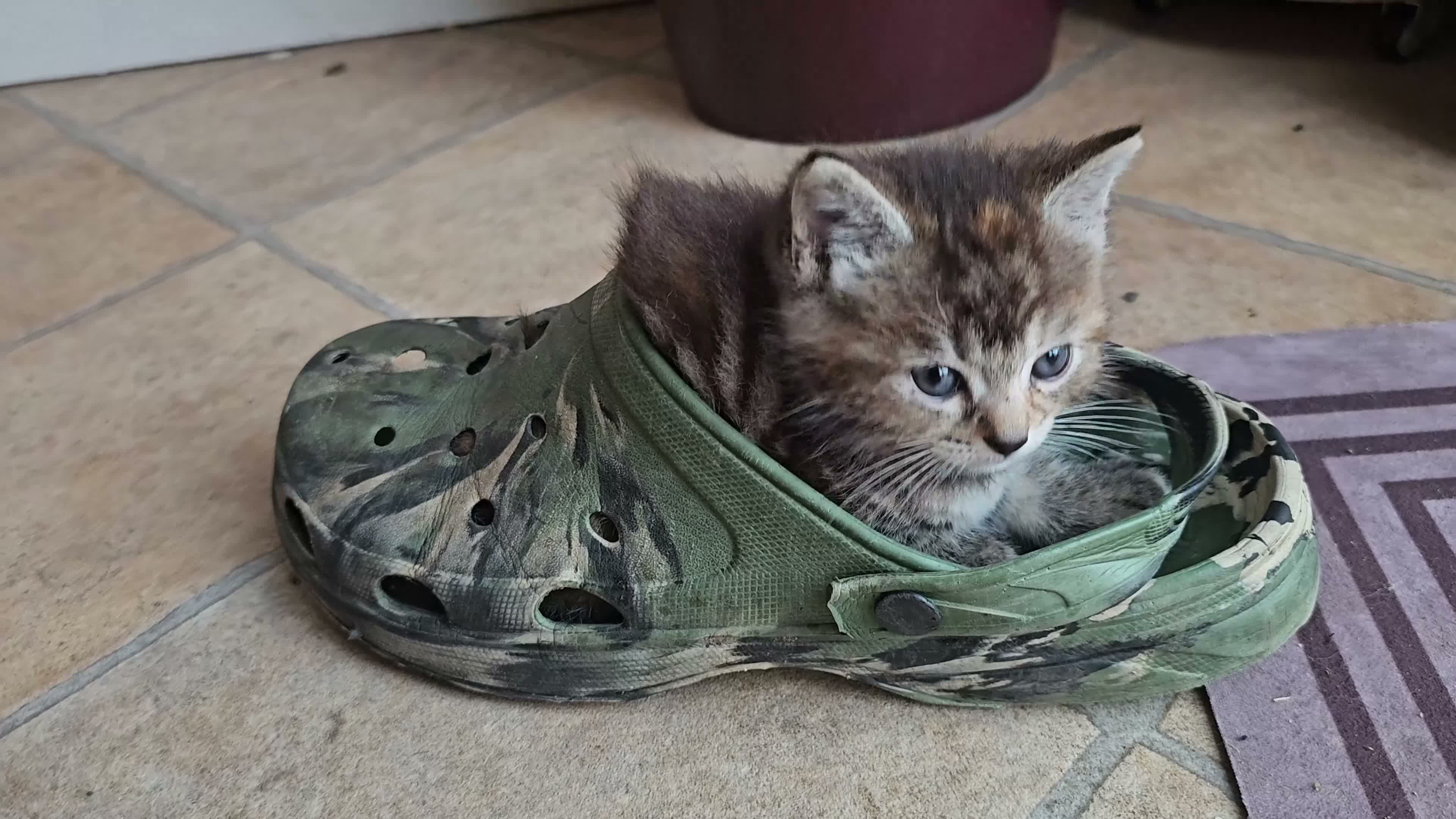 Mixed Breed cats for sale: Two adorable long fur kittens for sale in Telford - Video 2