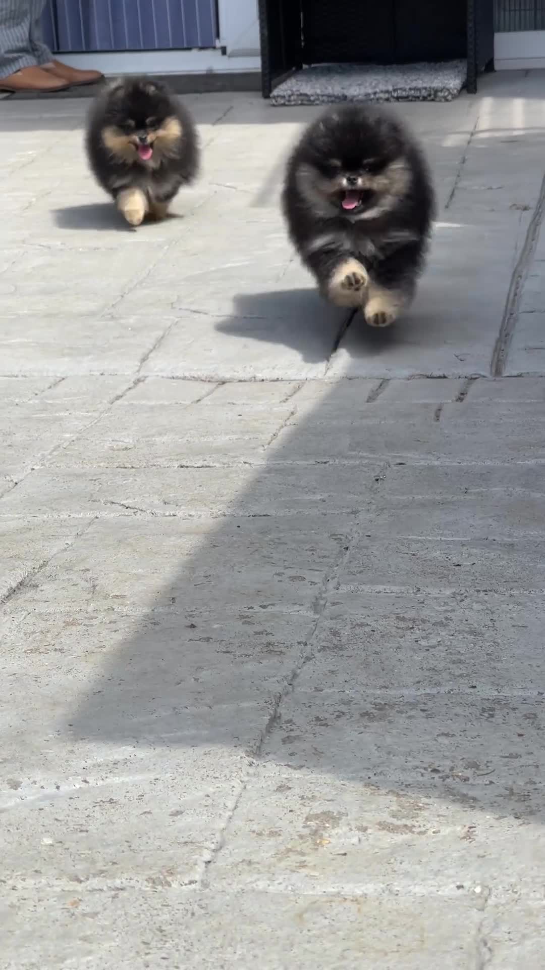 Pomeranian dogs for sale: 👑 Exclusive Rare Black & Tan Boy 👑 - Video 5