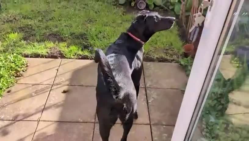 Mixed Breed dogs for adoption: ❤️🐶 DORIS – A BIG SOFT HEART IN A YOUNG BODY - Video 1