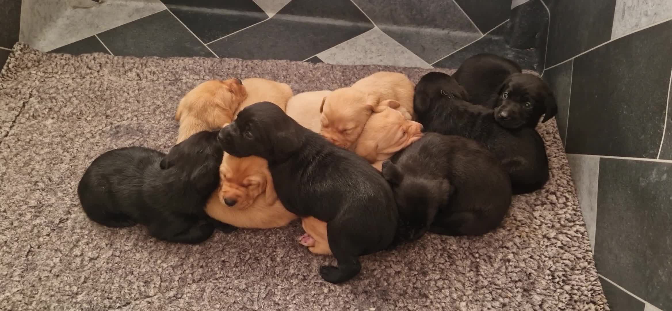 Labrador Retriever dogs for sale: Labrador  - Video 1