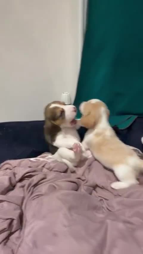 Beagle dogs for sale: Adorable Puppies - Video 1