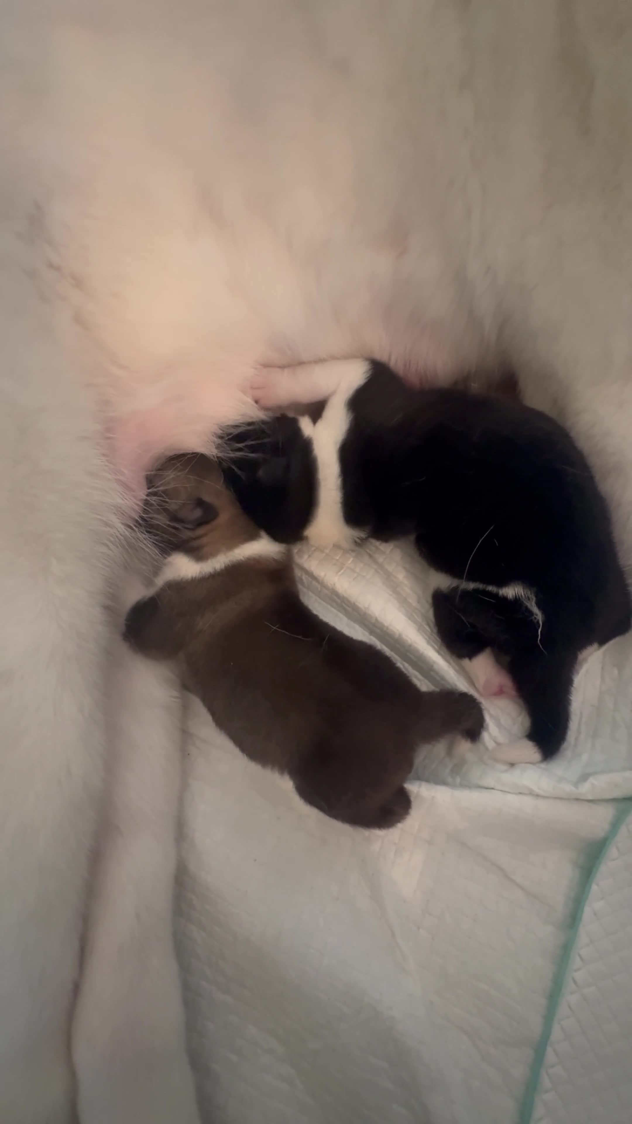 Akita dogs for sale: 2 Akita puppies 1 female 1 male  - Video 3