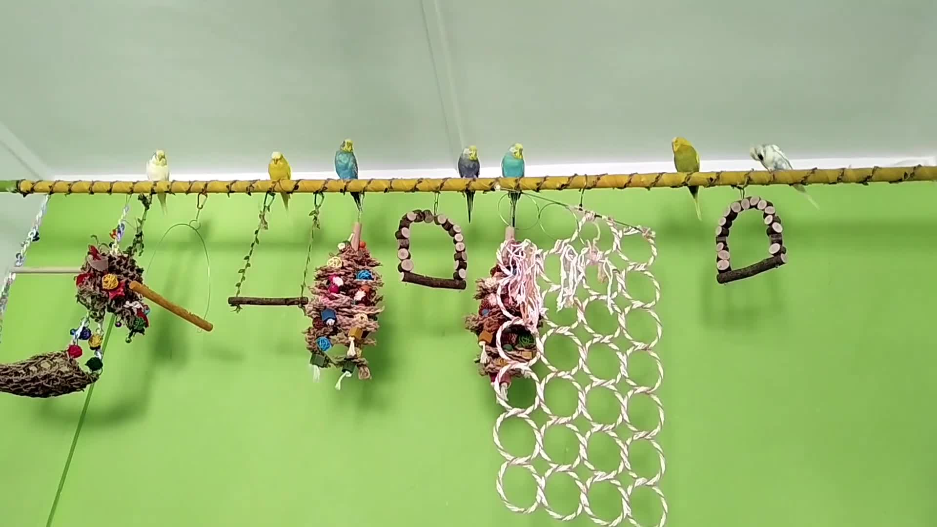 Budgerigars birds for sale: Eight Vibrant Budgies (EVERYTHING INCLUDED) in Haverfordwest - Video 1