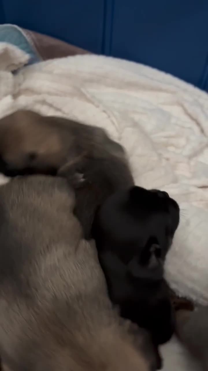 Puggle dogs for sale: Puggle Puppies – Basildon – Ready 12th Dec! - Video 1