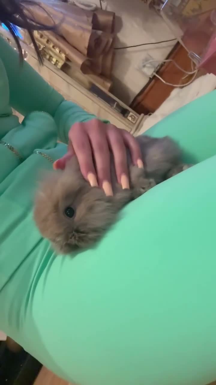 Lionhead rabbits for sale: Two beautiful lion head bunnies for sale  in Luton - Video 2