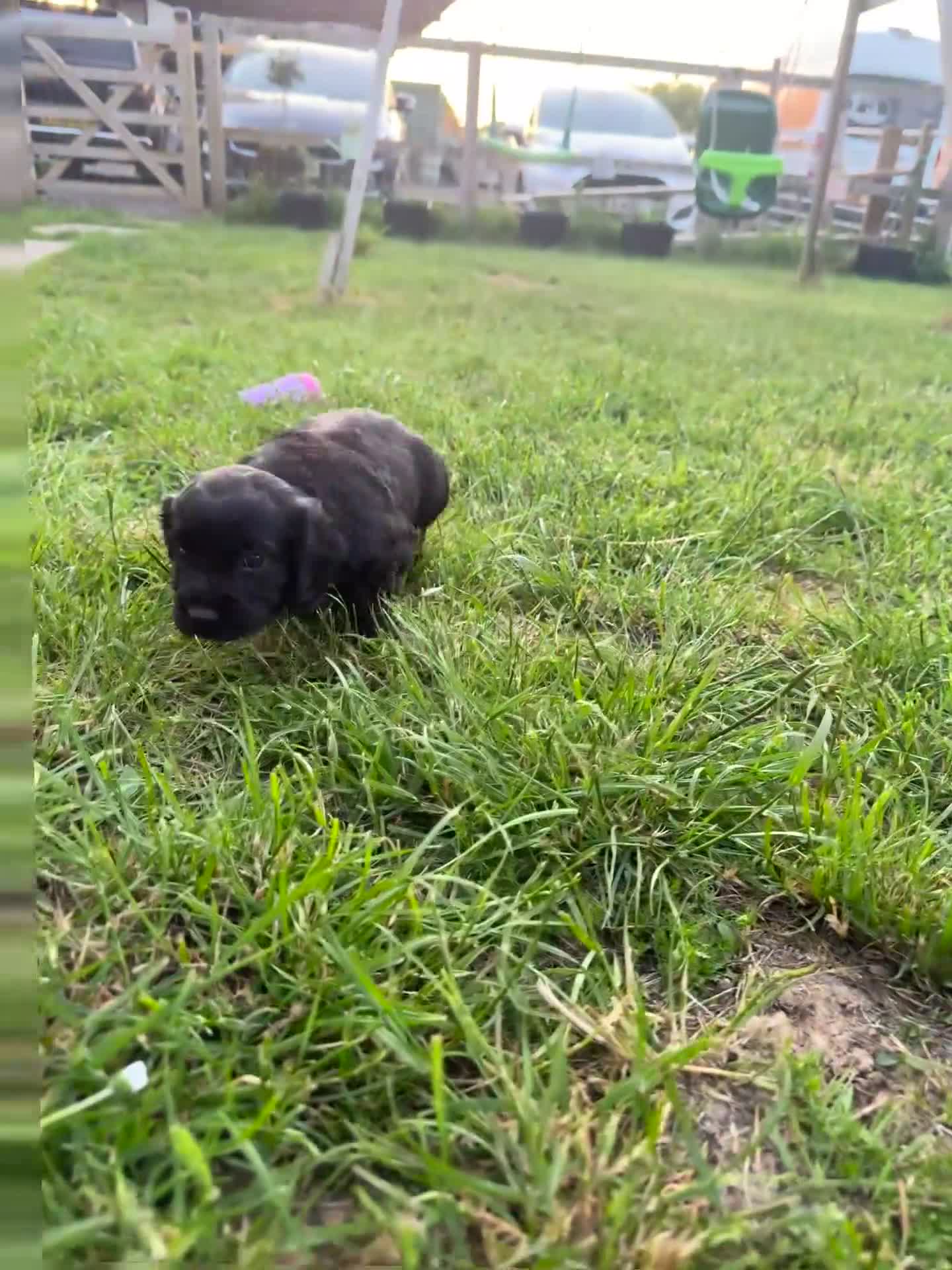 Cocker Spaniel dogs for sale: Working Cocker Spaniel Puppies - Video 1