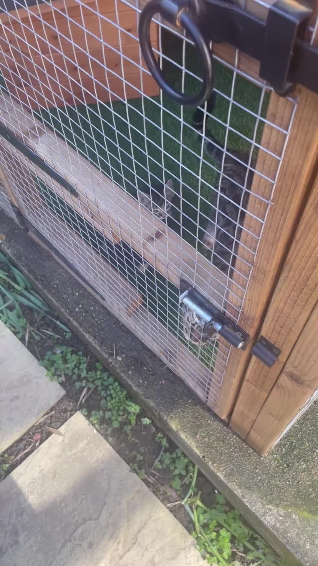 Mixed Breed cats for sale: Bengal x kittens  - Video 1