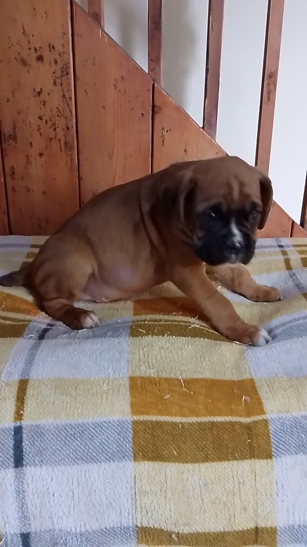 Boxer dogs for sale: Health Tested COI 1.5% KC Registered - Video 2
