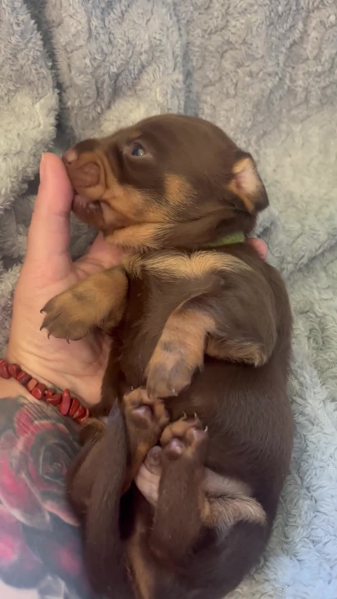 Miniature Dachshund dogs for sale: Beautiful kc miniature dachshund puppies - Video 3