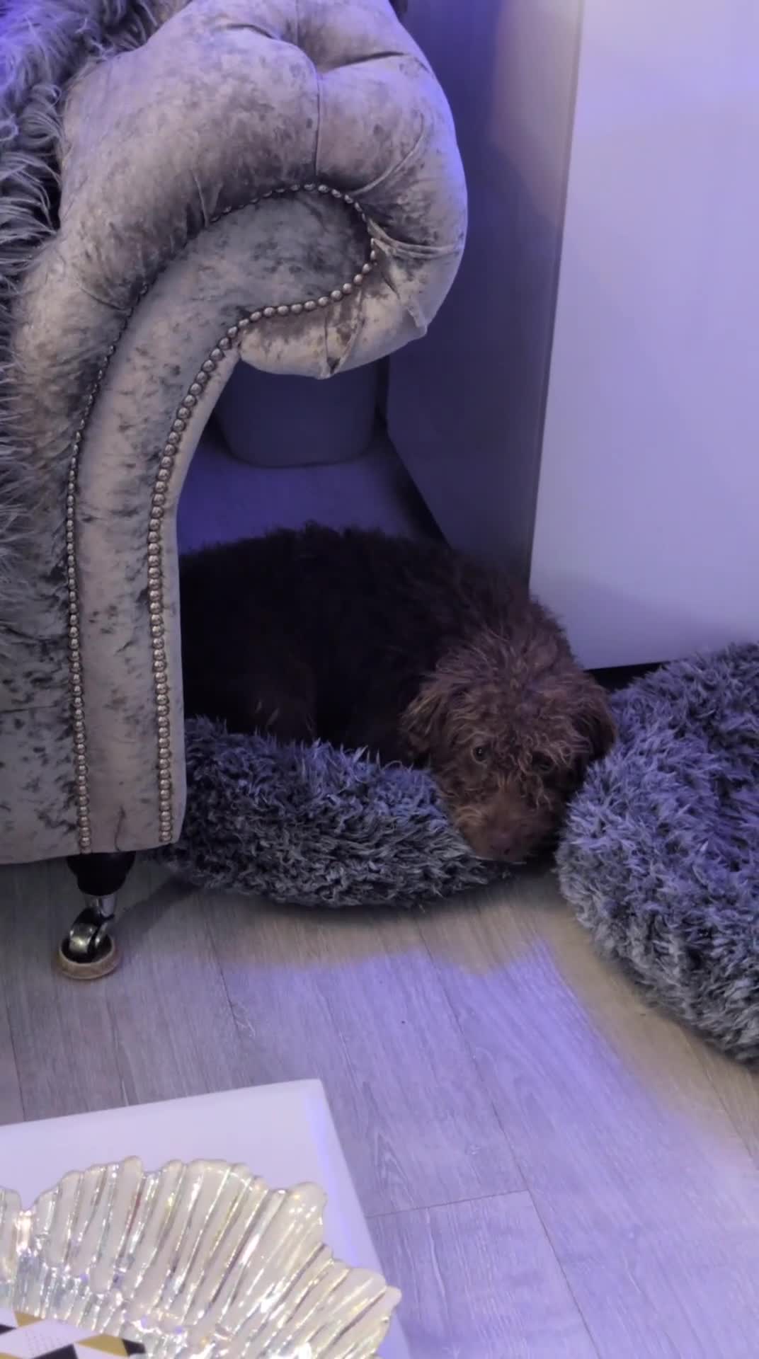 Patterdale Terrier dogs for sale: Pepsi 💩 Poo Needs a New Forever Home  - Video 1