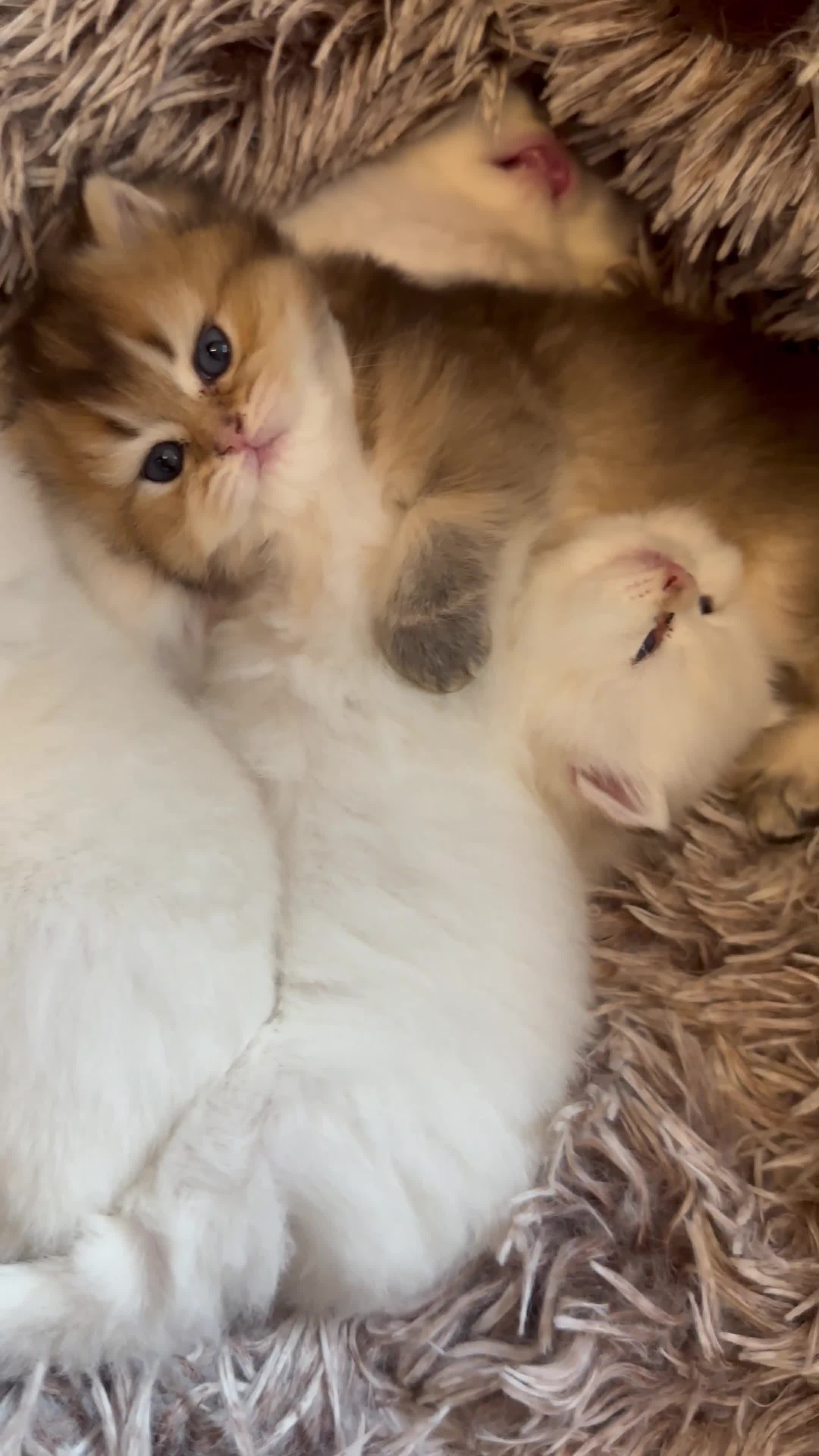 British Longhair cats for sale: Top qualityBritish longhaired kitten white&golden  - Video 2