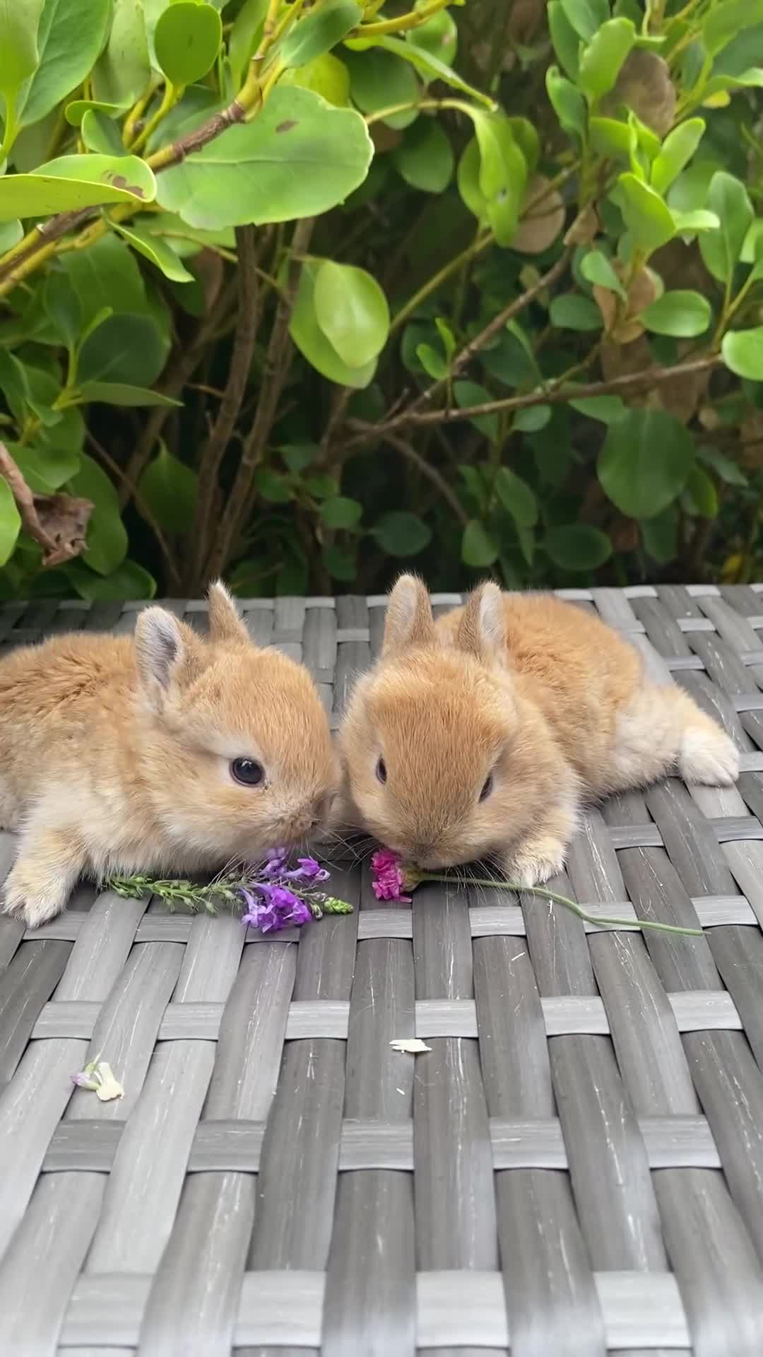 Netherland Dwarf rabbits for sale: Purebred Bunnies Netherland Dwarf - Video 1
