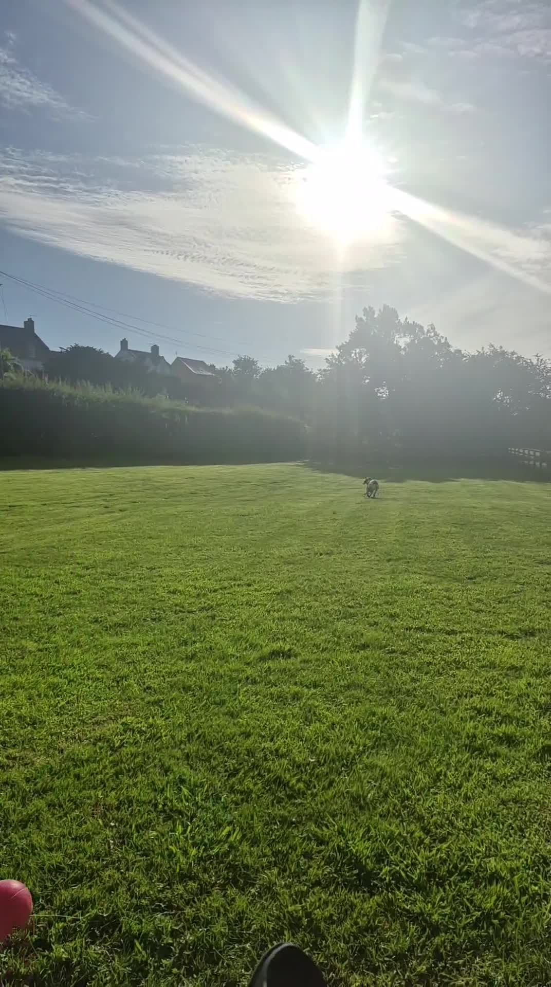 English Springer Spaniel dogs for stud: STUD  - Video 1