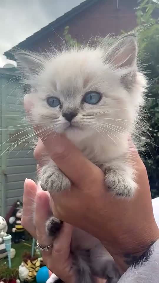 Ragdoll cats for sale: Ragdoll kitten  - Video 2