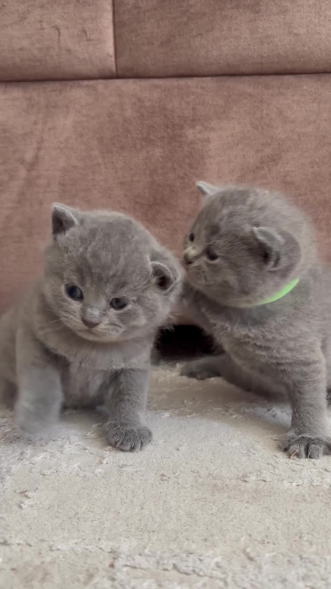 British Shorthair cats for sale: 4 beautiful British Shorthair Blue kittens 🩵 - Video 1