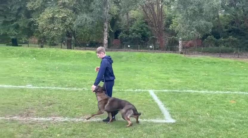 German Shepherd dogs for sale: Beautiful Female Czech German shepherd  - Video 1