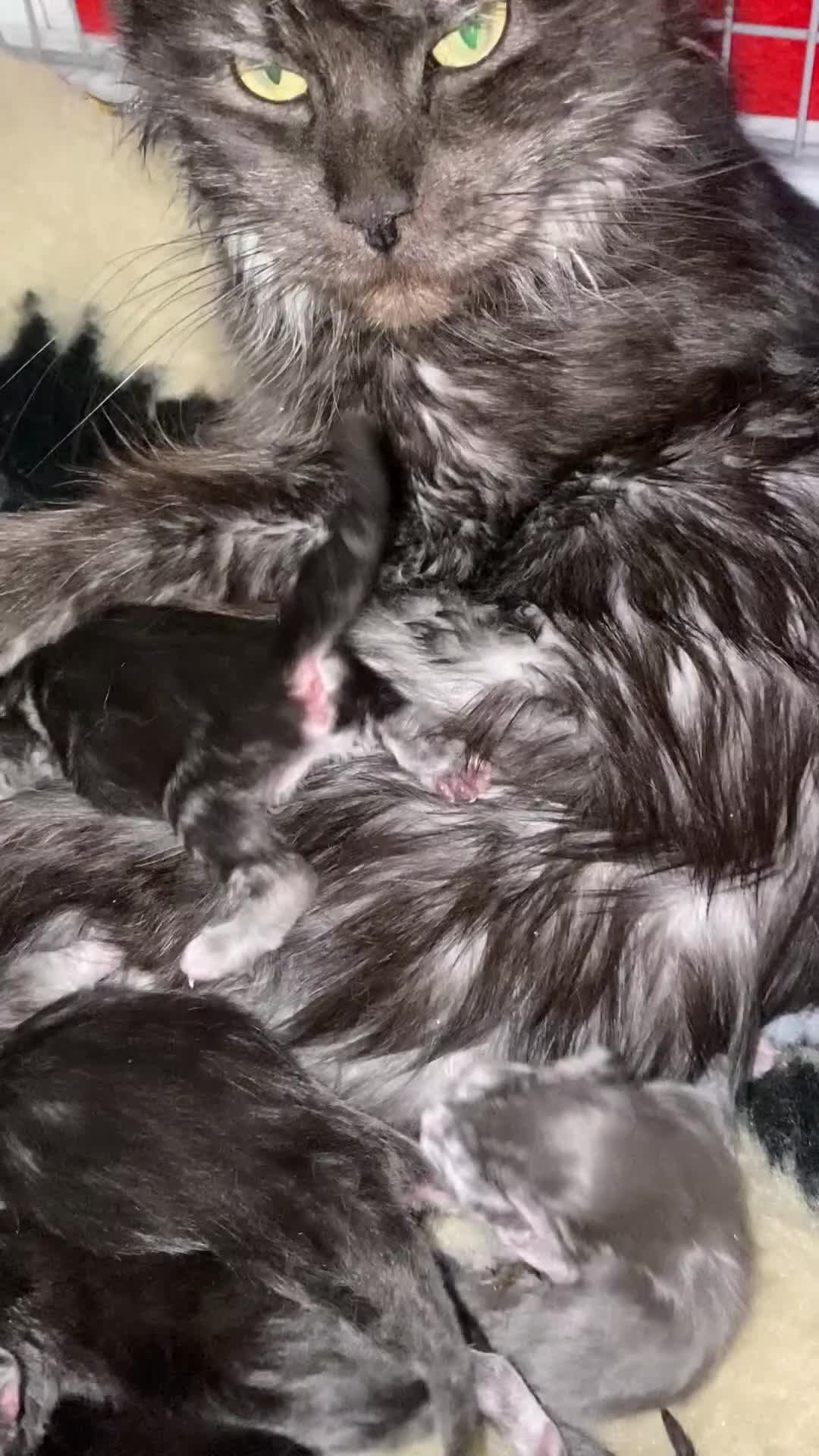 Maine Coon cats for sale: GCCF Maine Coons - Video 1