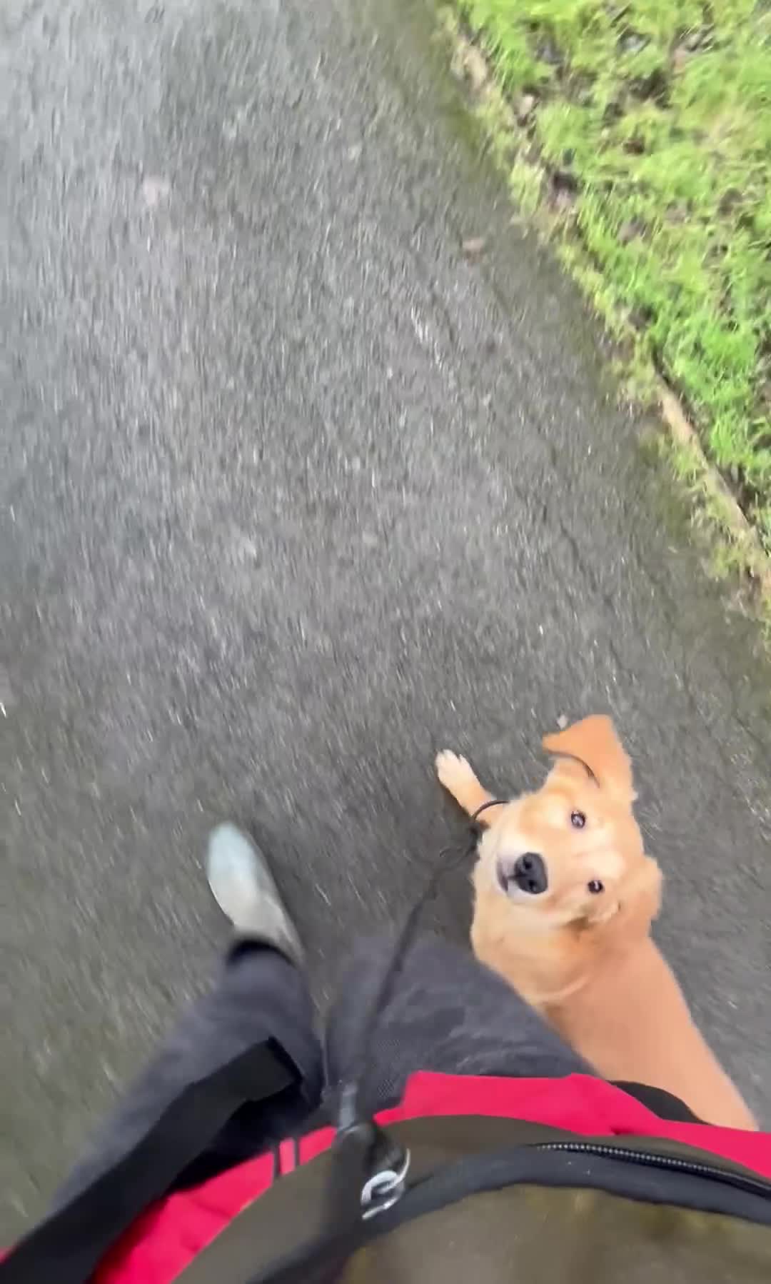 Golden Retriever dogs for sale: Trained Golden Retriever for sale  - Video 4