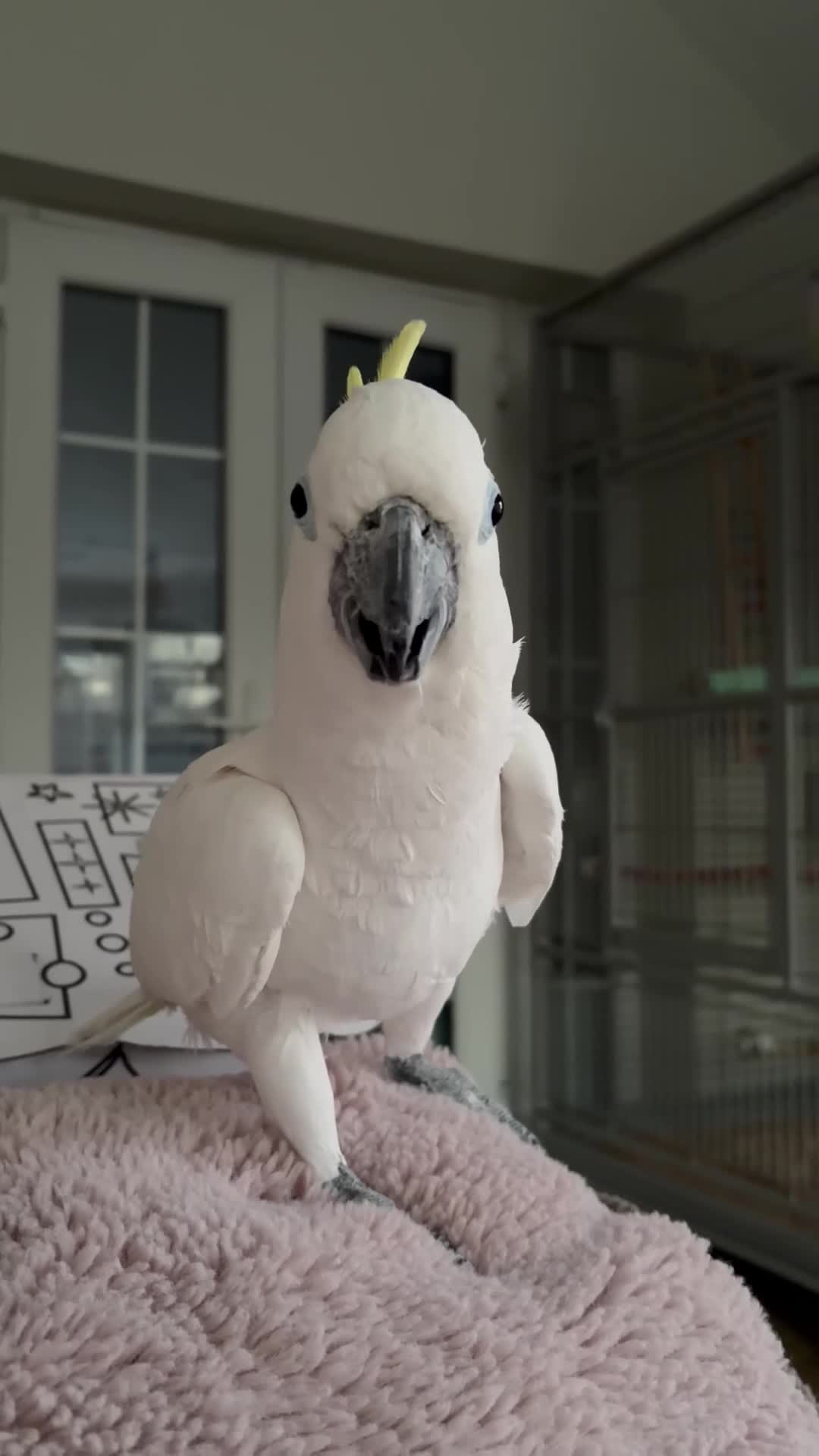 Cockatoo birds for sale: Sulphur crested cockatoo  - Video 1