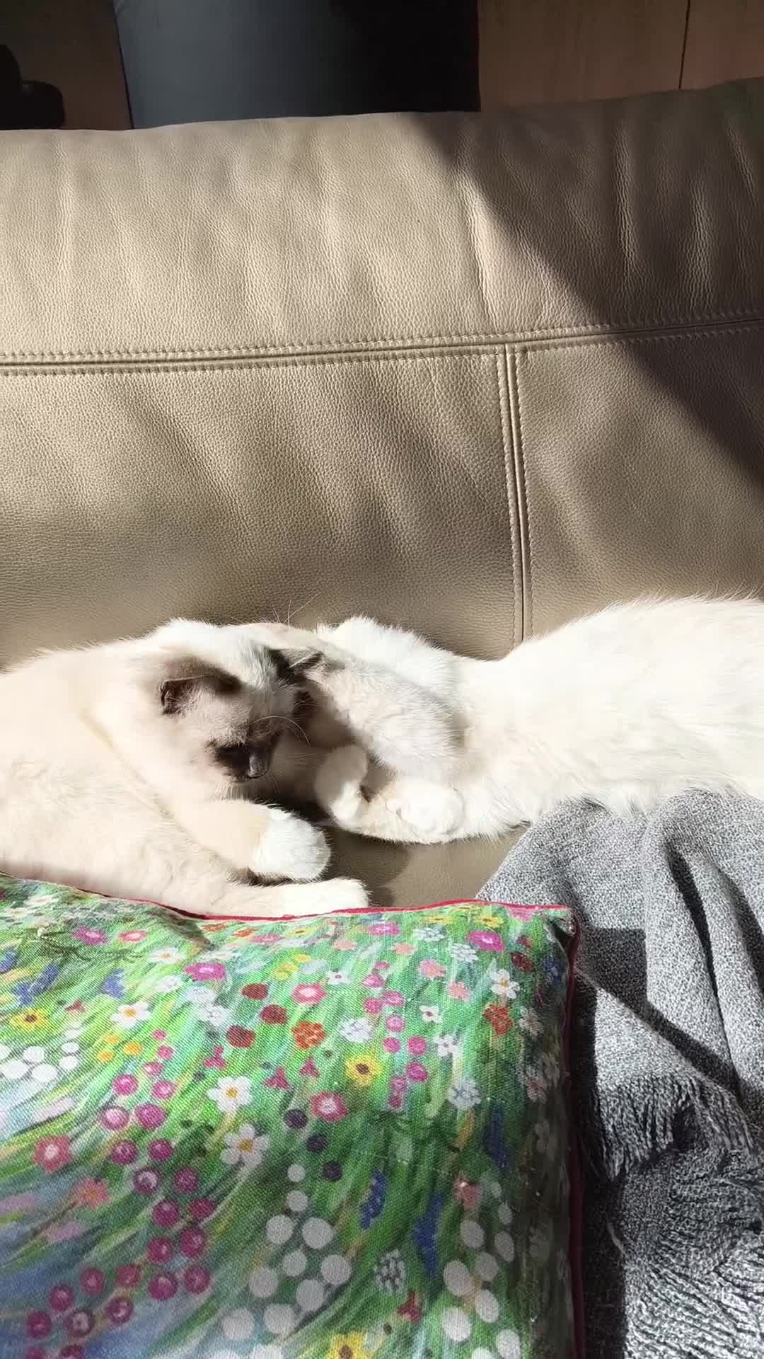 Birman cats for sale: Pedigree Birmans kittens for sale - Video 1