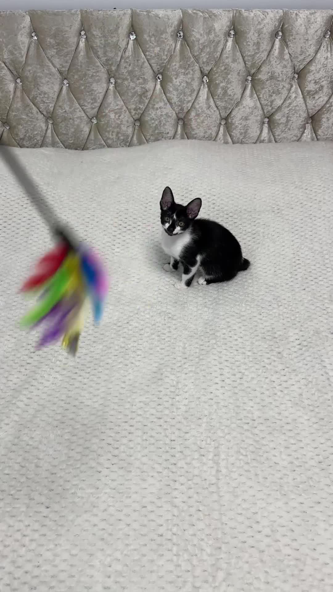 Mixed Breed cats for sale: ✨Cornish Rex Kittens Ready for New Homes Now✨ - Video 4