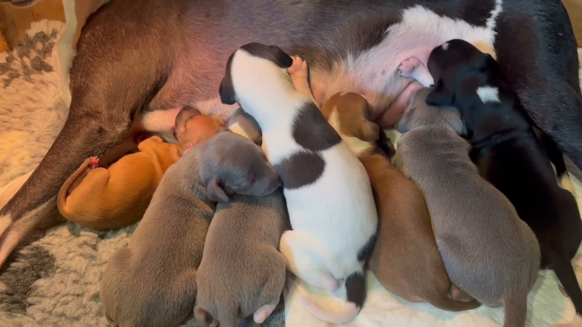 Mixed Breed dogs for sale: Whippet cross Italian greyhound - Video 1