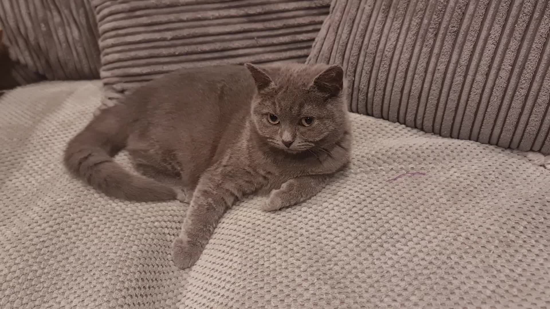 Scottish Fold cats for sale: Stunning kitten for rehomeing  - Video 1