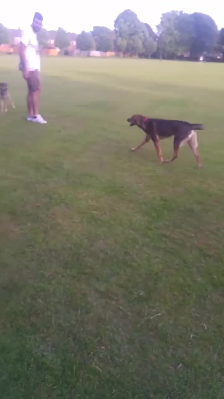 Mixed Breed dogs for adoption: DOTTY – 9 years old, Female, Mixed Breed - Video 1